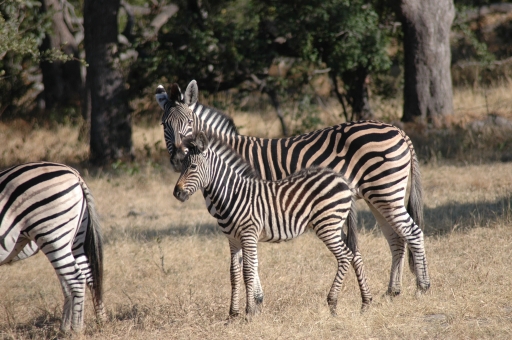 Zebra and baby 